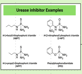 Enhanced-Efficiency Fertilizers and Nitrogen Stabilizers