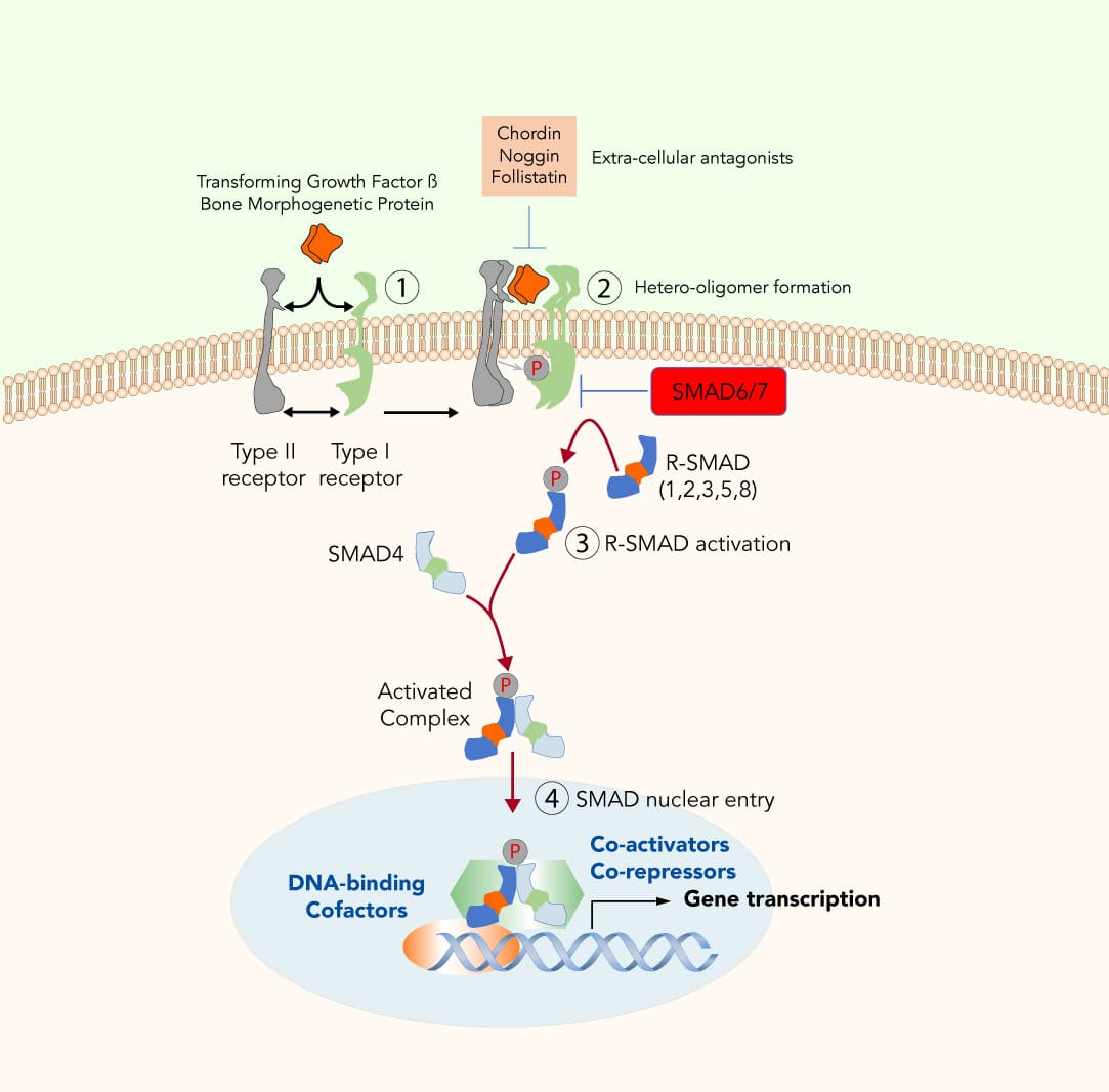 Untangling the signalling networks in cells, development and human disease