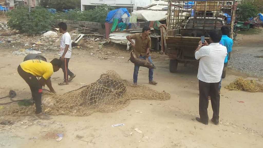 Around 50 pigs caught by BBMP; some escaped into the military grounds 1 Around 50 pigs caught by BBMP; some escaped into the military grounds 1