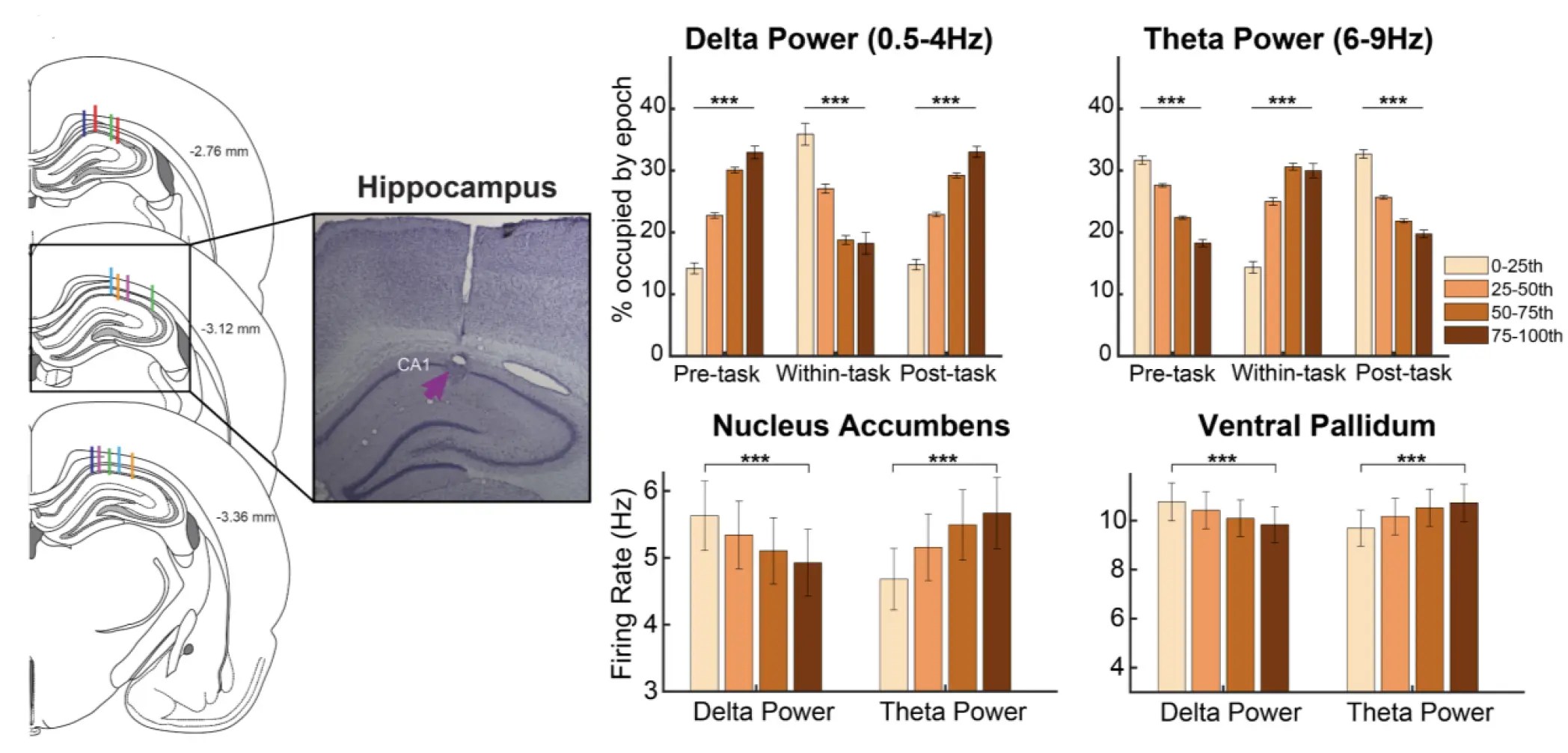 Neuronal Brain Activity Analysis