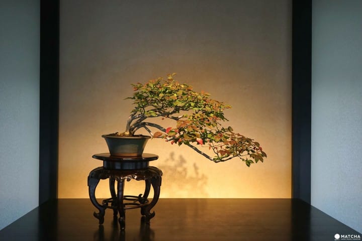You don't need to own a gold mine to collect art. Omiya Bonsai Art Museum Discover The True Beauty Of Bonsai Matcha Japan Travel Web Magazine