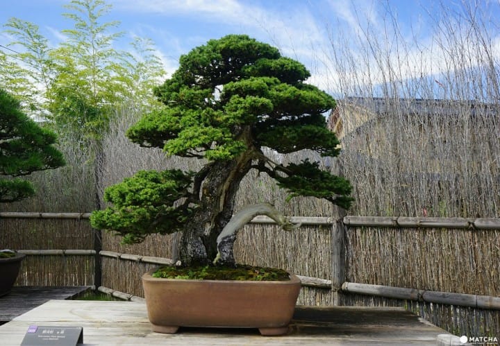 Today, omiya bonsai village includes five bonsai gardens that you can visit, and there's also a bonsai museum right nearby. Omiya Bonsai Art Museum Discover The True Beauty Of Bonsai Matcha Japan Travel Web Magazine