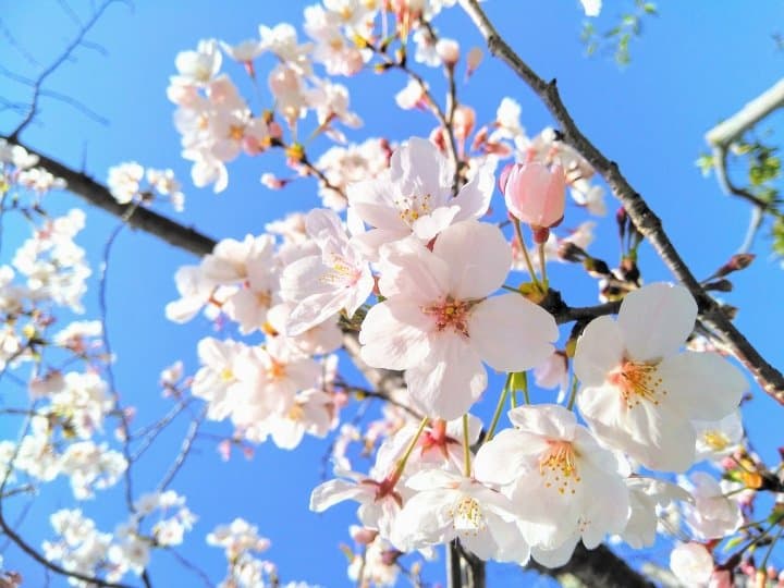 Plum Cherry And Peach Blossoms The Differences Between Them Matcha Japan Travel Web Magazine