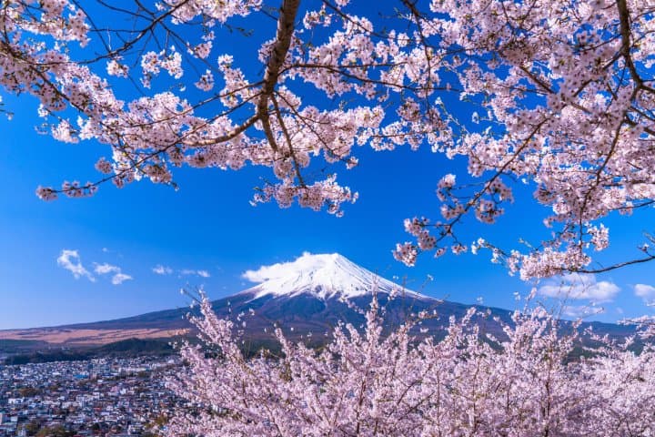 Waktu yang Tepat untuk Melihat Bunga Sakura di Jepang (Edisi 2021) | MATCHA  - SITUS WISATA JEPANG