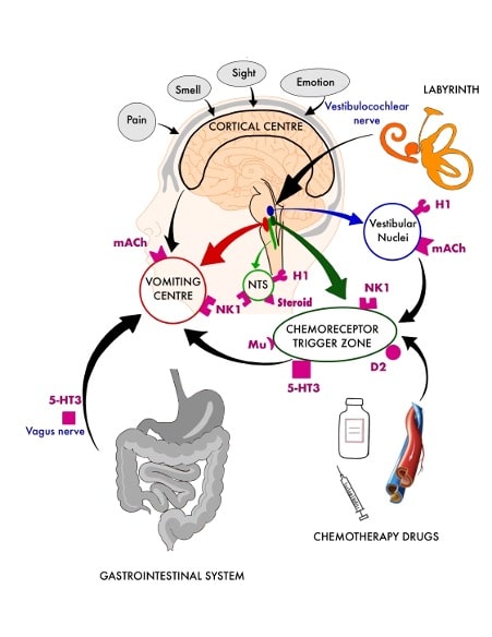 Nausea and vomiting pathophysiology