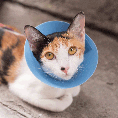 Cat & Dog First Aid - Online Only | CPR1