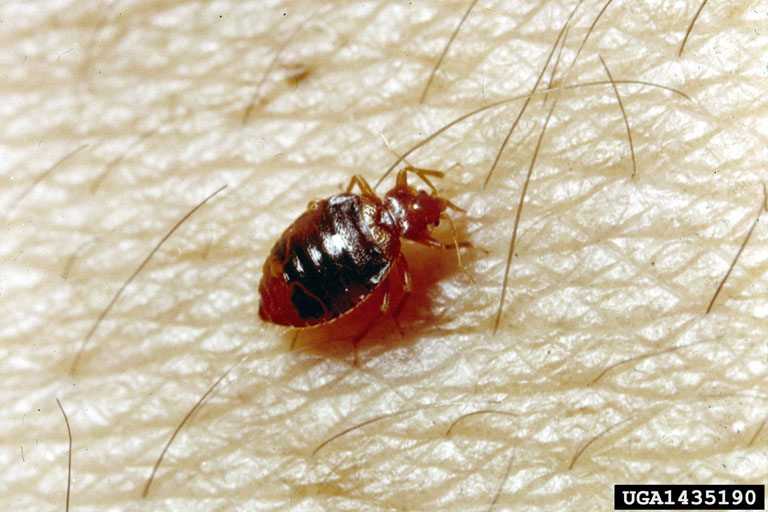 The bed bug infestation in tucson city hall was first confirmed to exist by office staff and pest control professionals when several live . Guaranteed Bed Bug Control In Phoenix Az Responsible Pest
