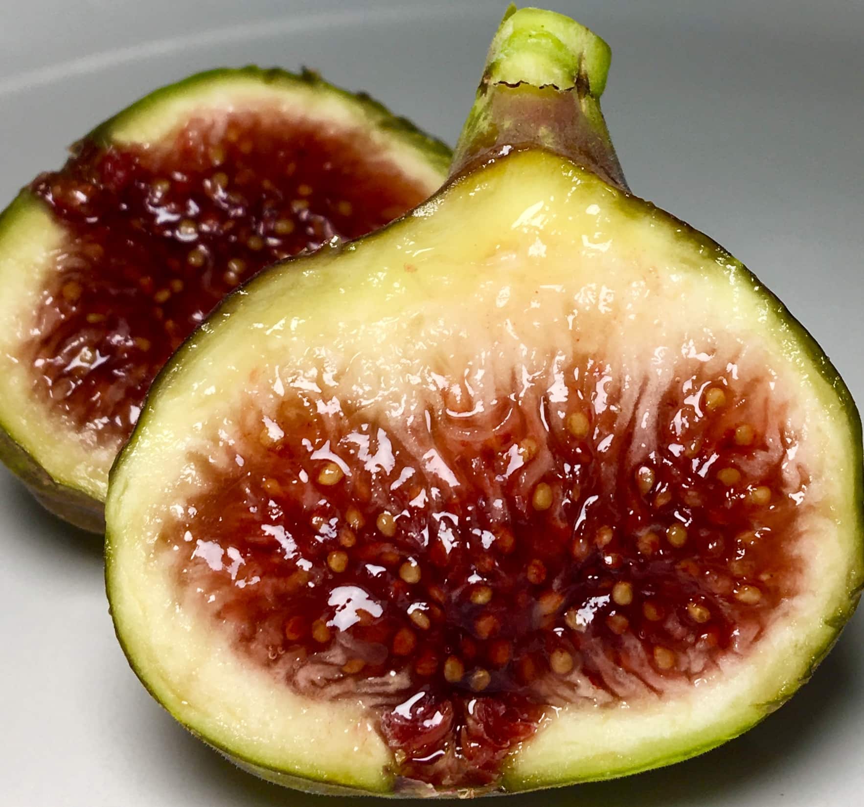 Fig Tree (Smith) | Restoring Eden