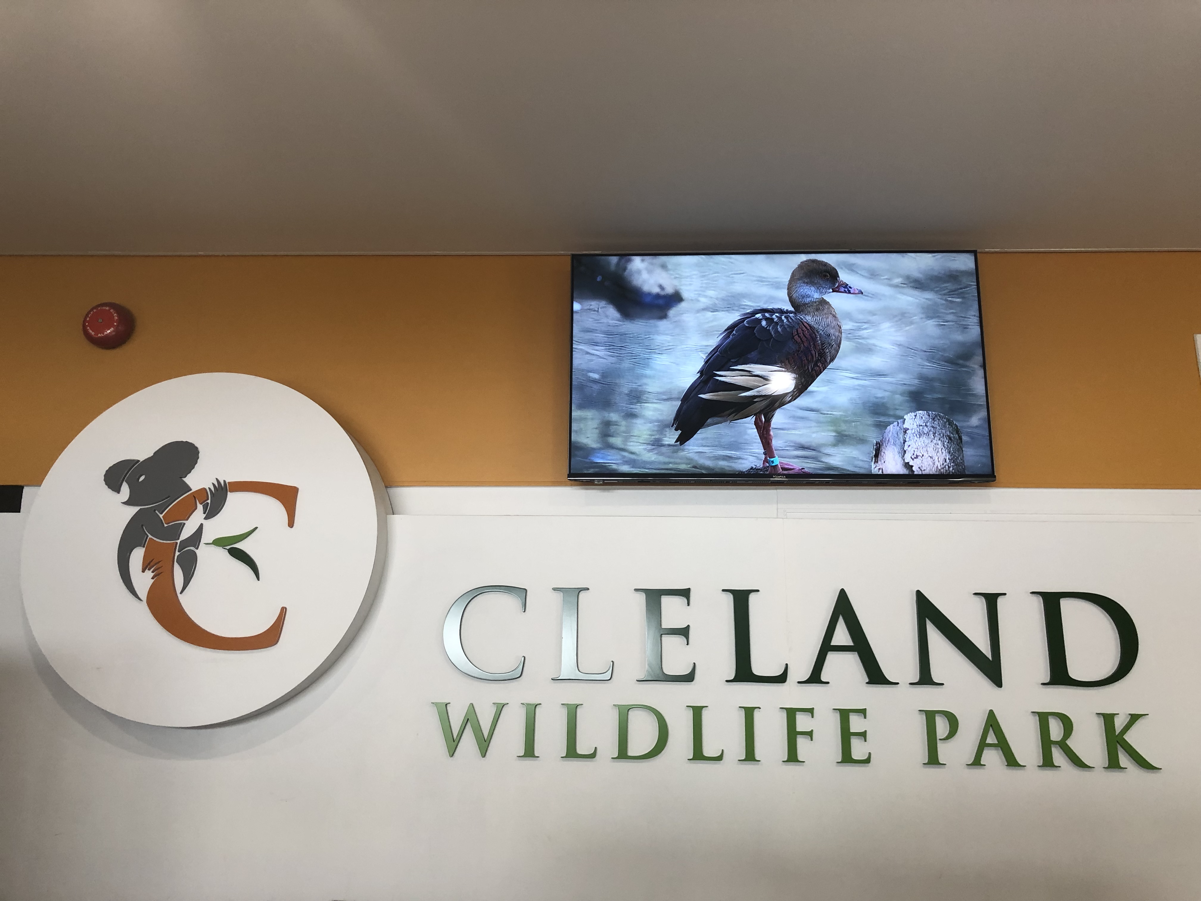 Hanging out with Kangaroos and Koalas at Cleland Wildlife Park ...