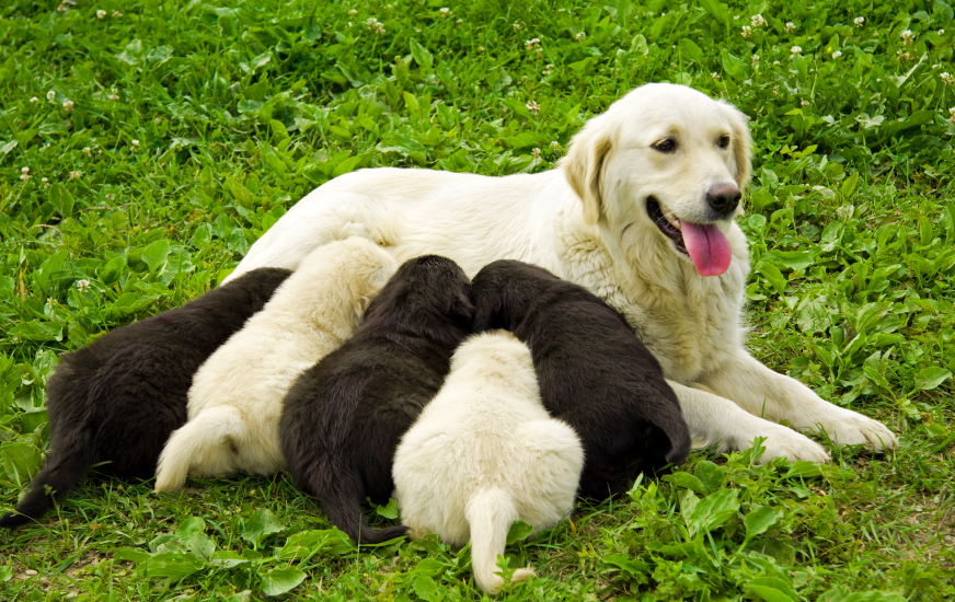 The Best 10 Black Lab X Golden Retriever Puppies artbridgerpic00