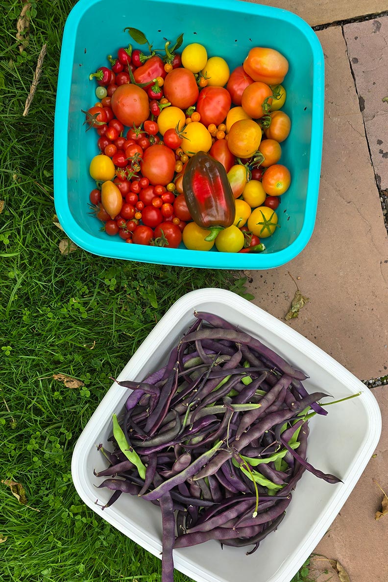 RetroCats Tomaten- und Bohnen-Ernte