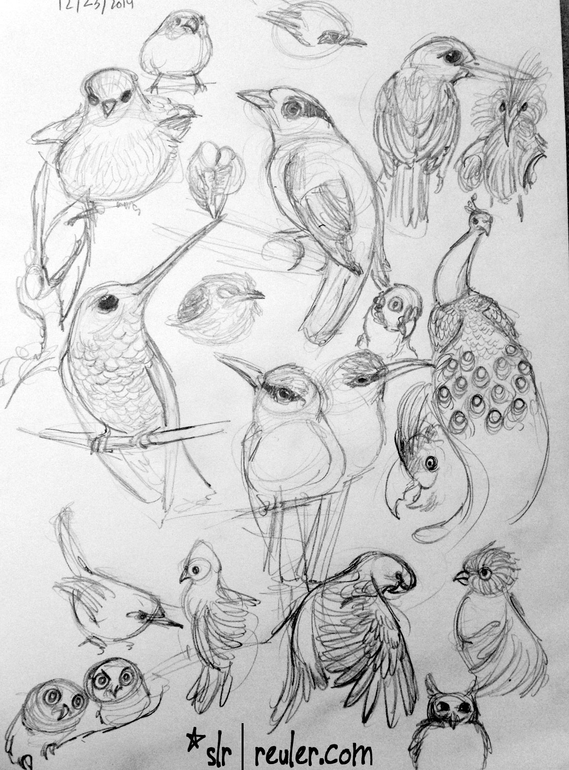 more birds