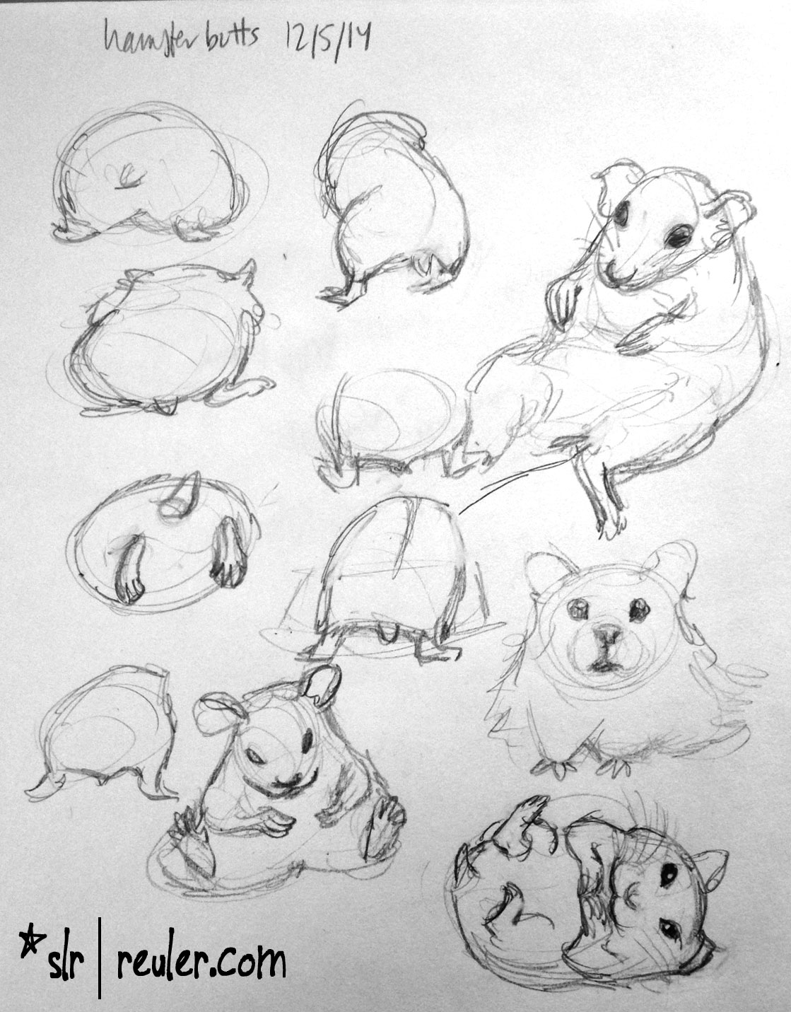 hamster butts