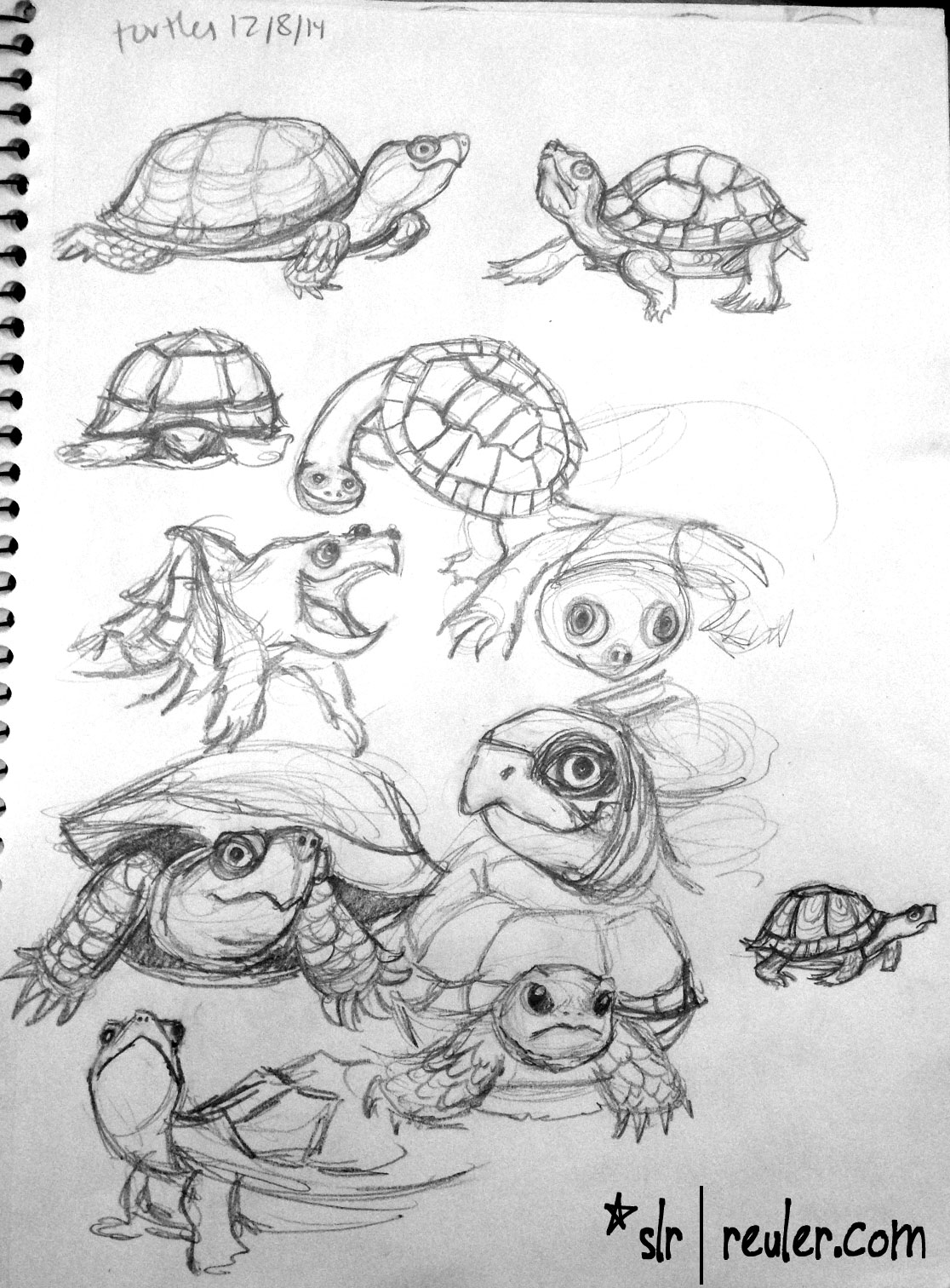 turtles