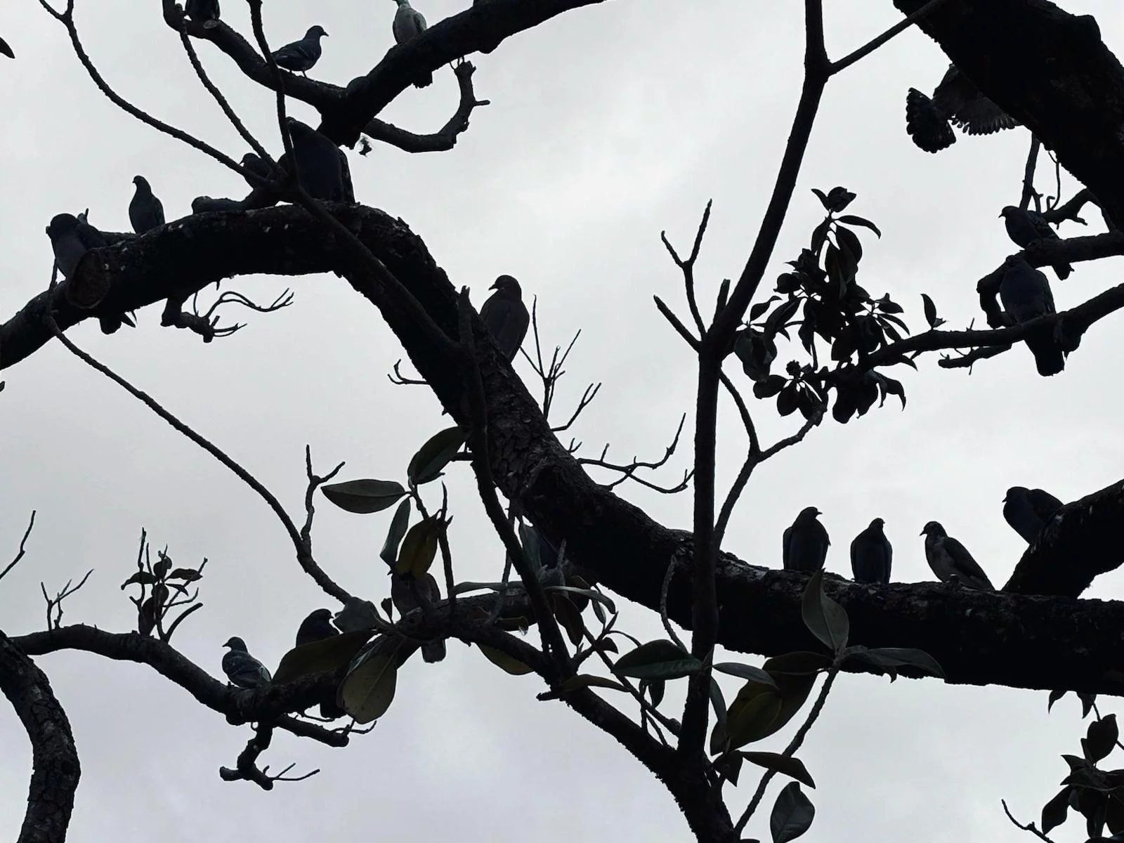 Photographier le quotidien: oiseaux