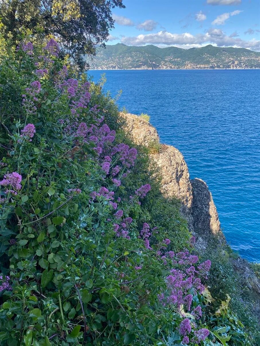 Flower hillside as viewed on the way back to Portofino from Castello Brown