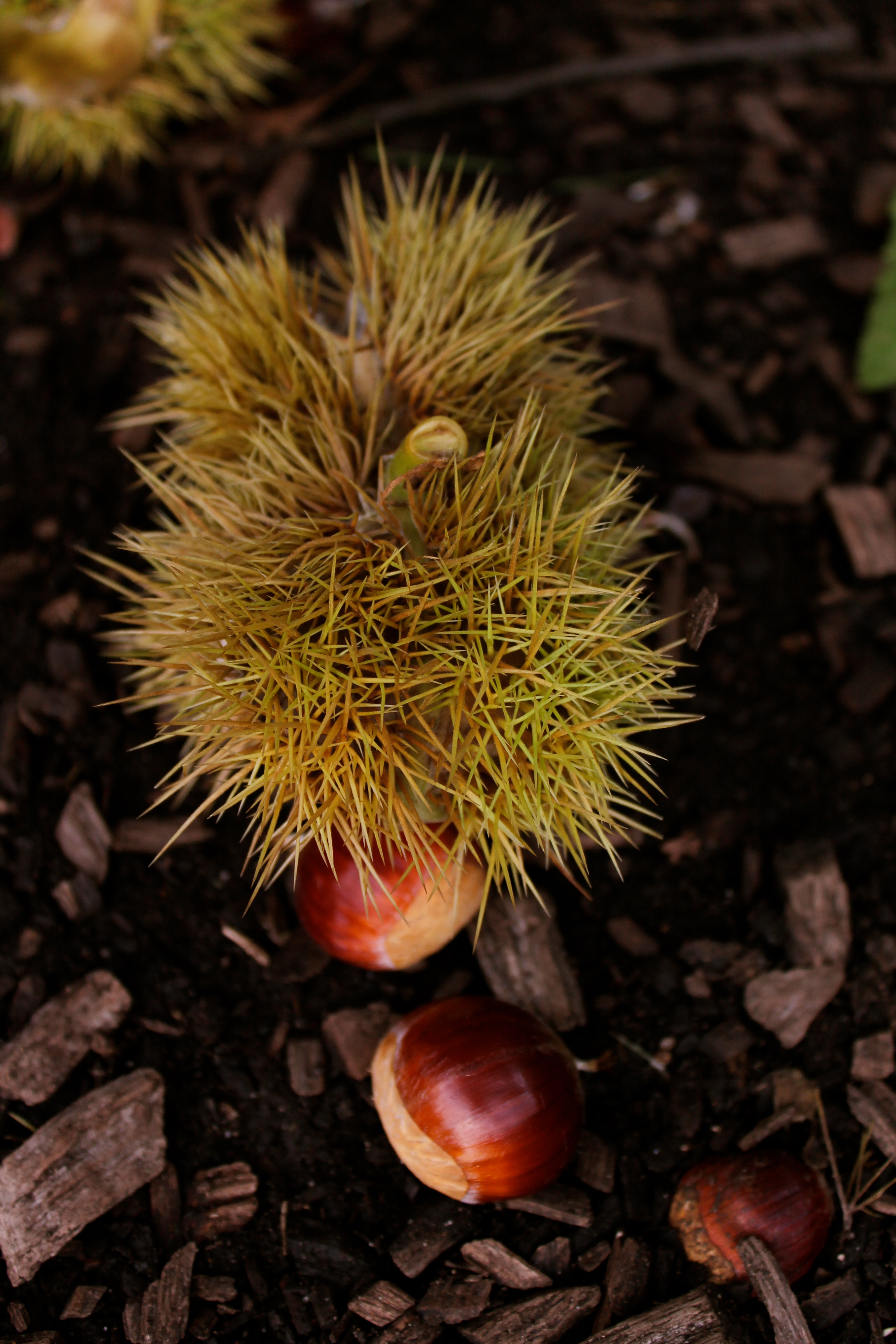 Chestnuts, freshly fallen