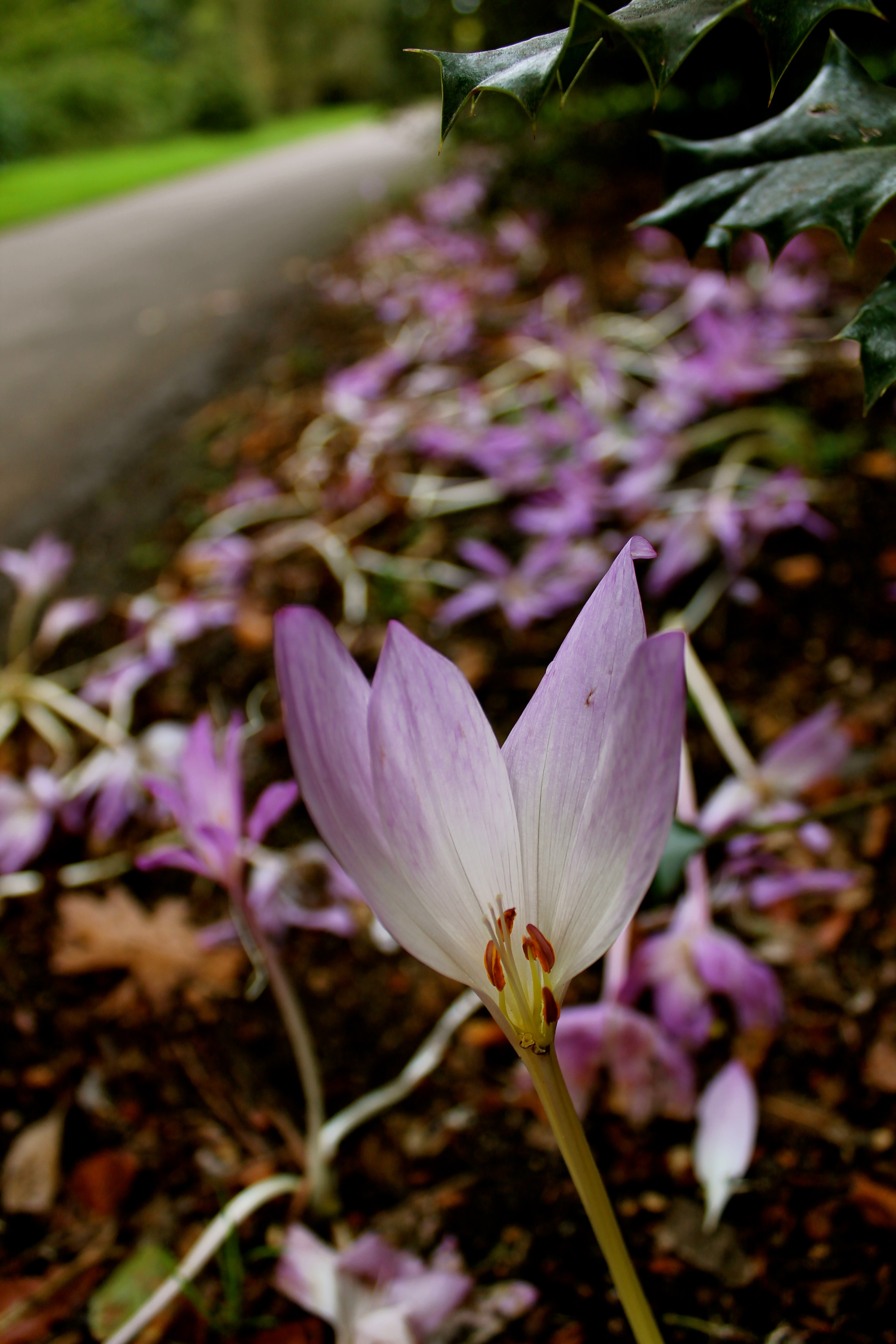 Autumn Crocuses
