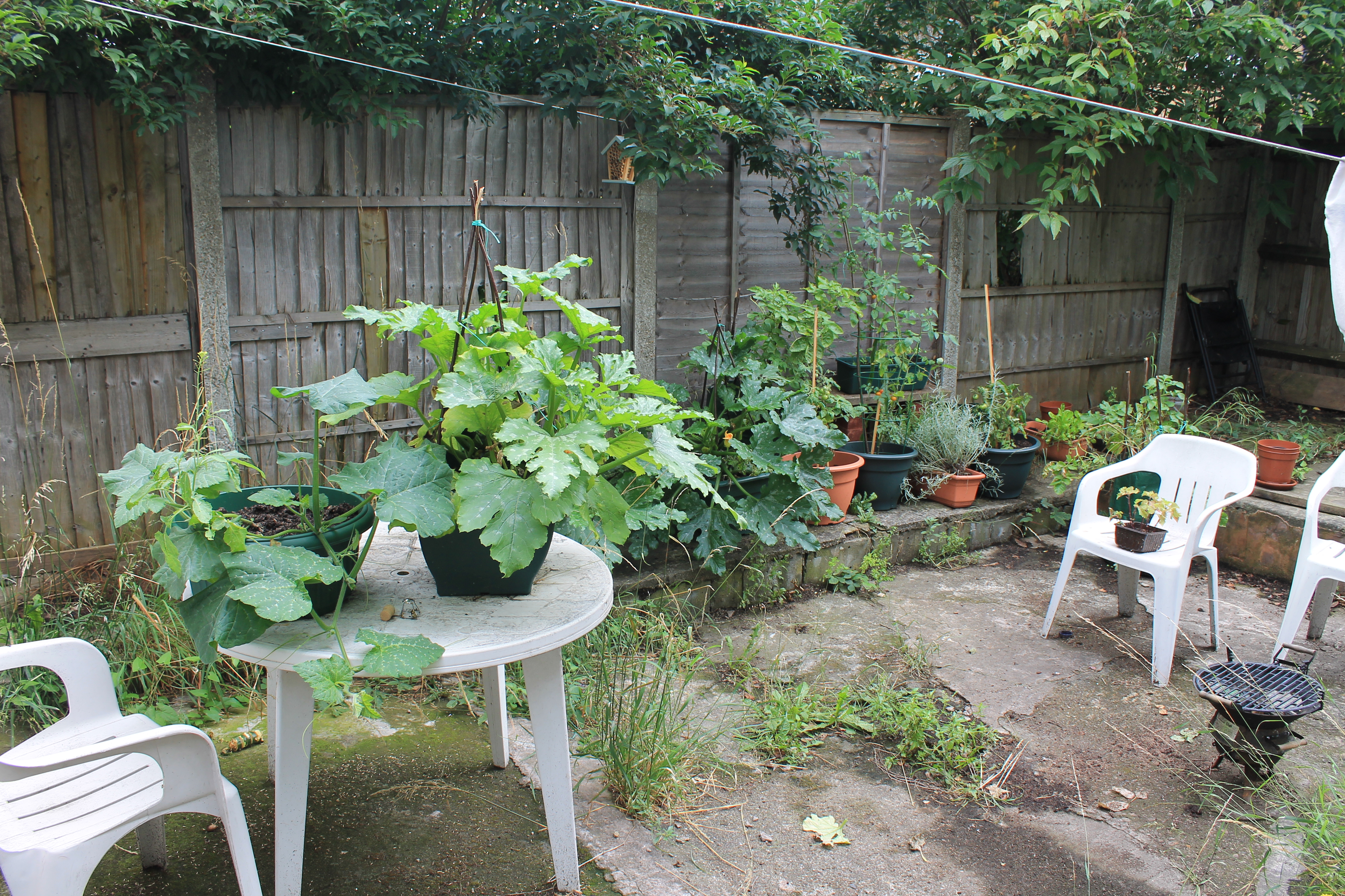 The garden as of early July.