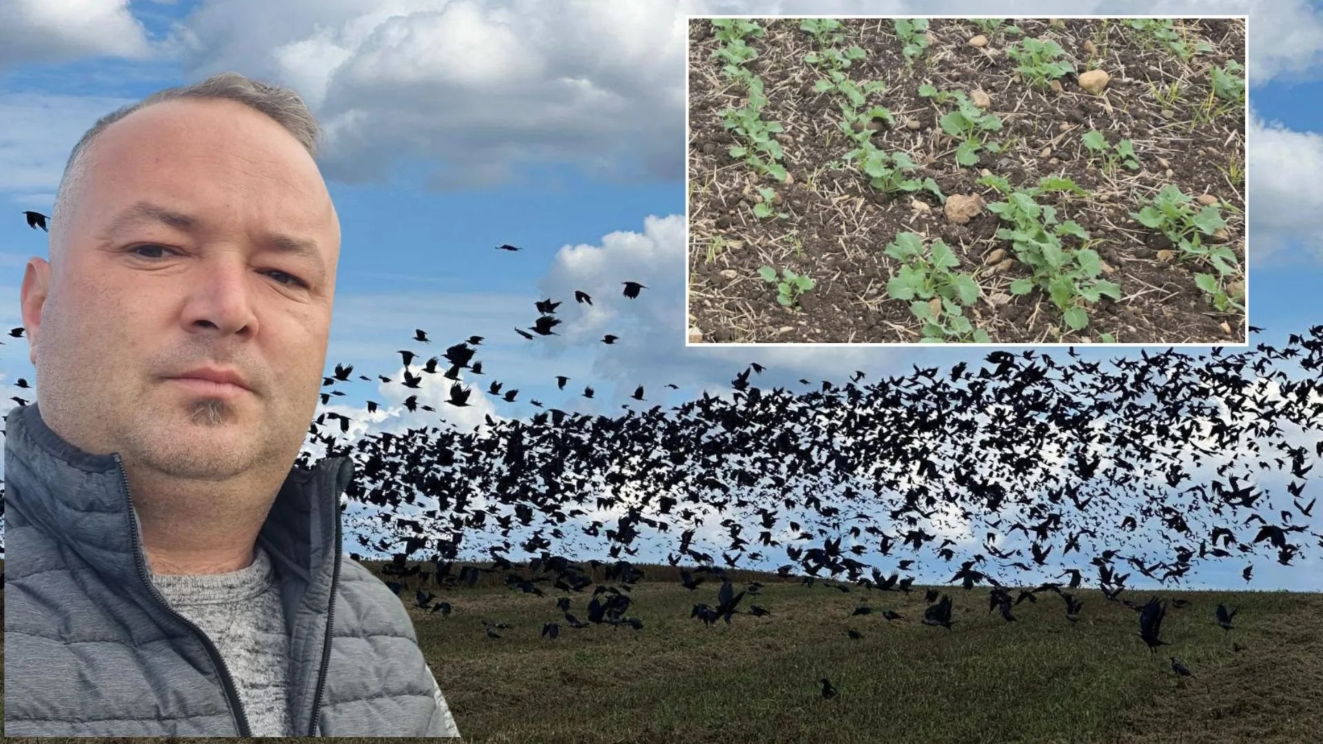 S-a jurat că nu mai pune rapiță! Ciorile l-au întors din drum! Aproape 300 de tone de floarea-soarelui pierdute! Pagubă de peste 800.000 de lei în ferma lui Ionuț Sebeni!