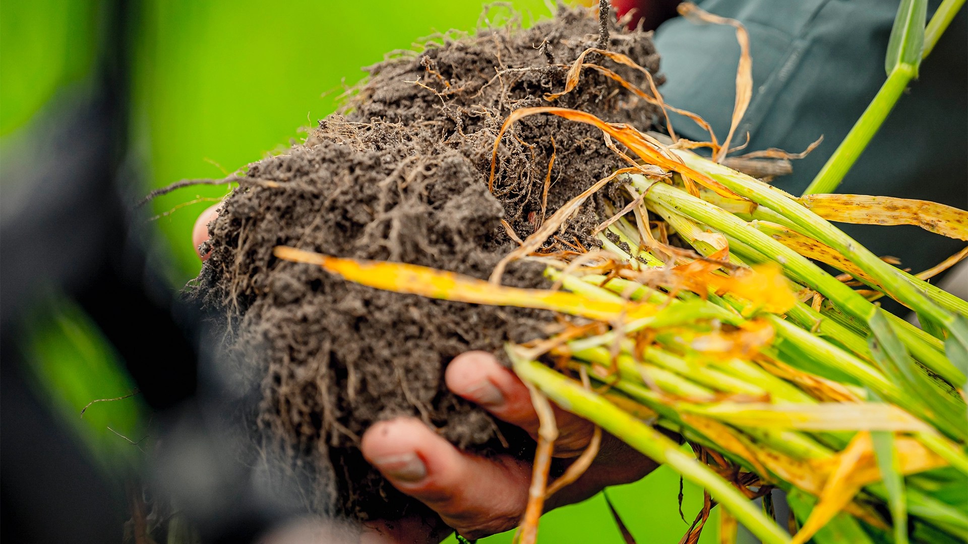 RÂMELE inspiră o nouă tehnologie agricolă: canale artificiale prin solul compactat Producția de cereale a crescut cu 15%, în ciuda secetei!