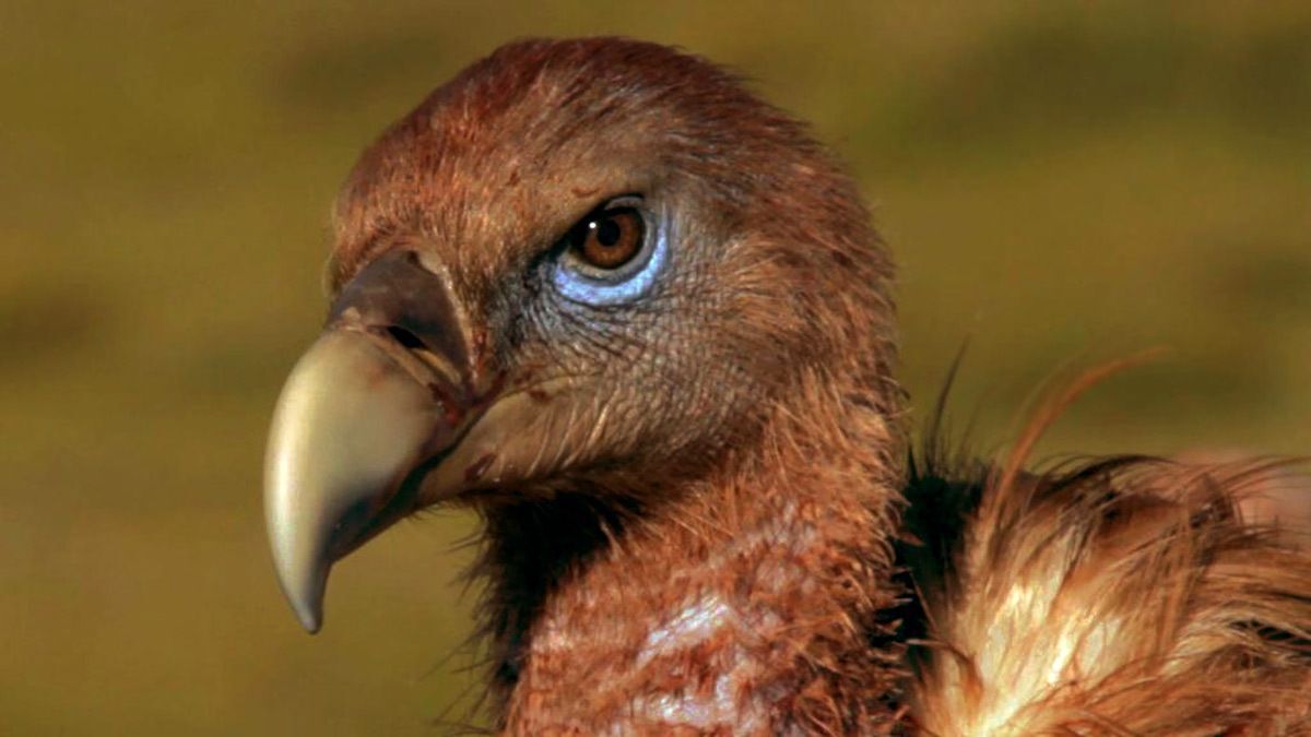 Entierros-celestiales_02