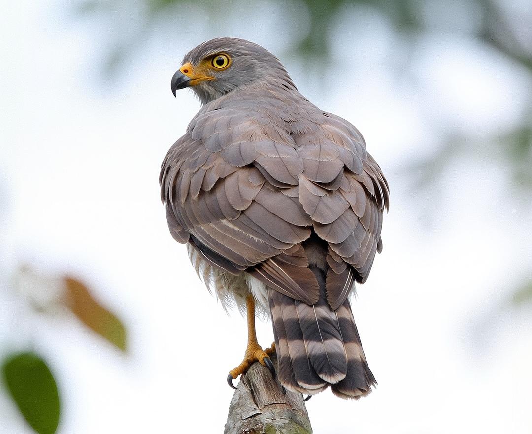 Ecoturismo e Ciência: Ibama Goiás Lança o Programa ‘Caminhos da Biodiversidade’