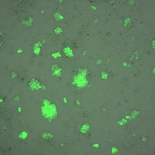 Green Glowing Cells Revive & Restore