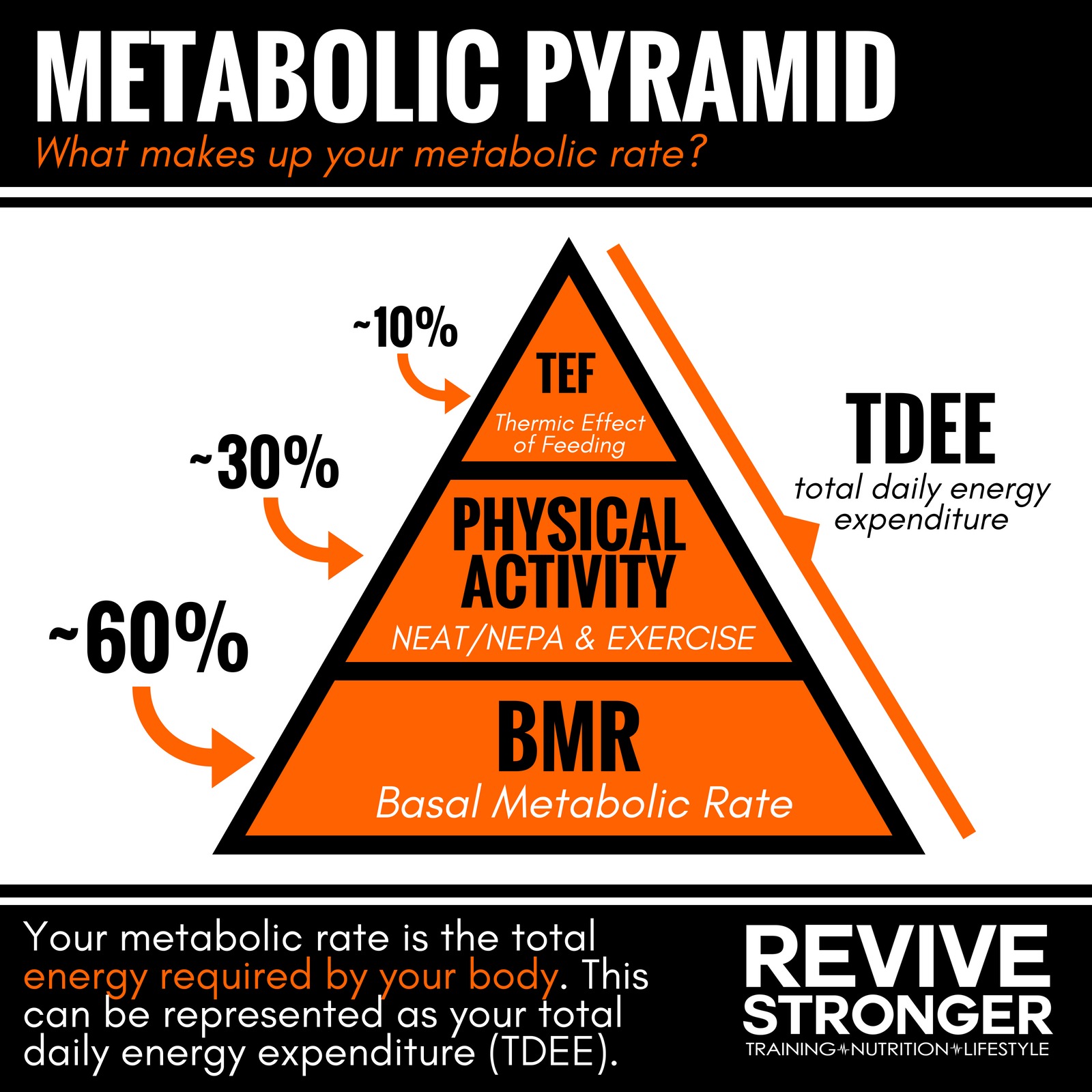 Adaptive Thermogenesis How It Applies To Weight Loss And Weight Gain