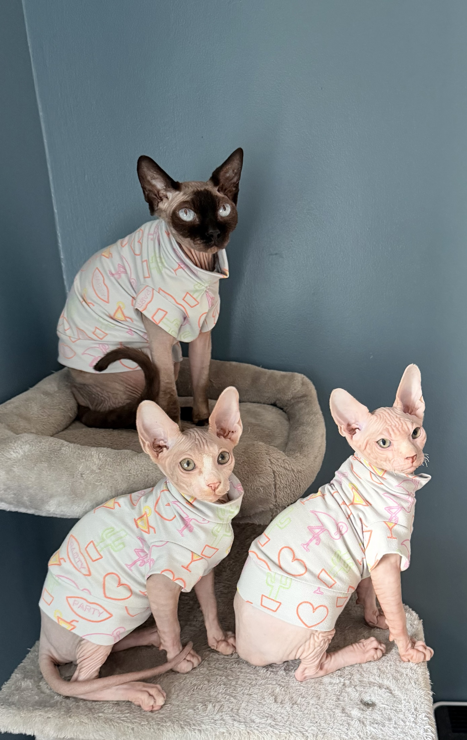 Neon Lights jumper/ onesie / hat for Sphynx/Small pets - Image 3