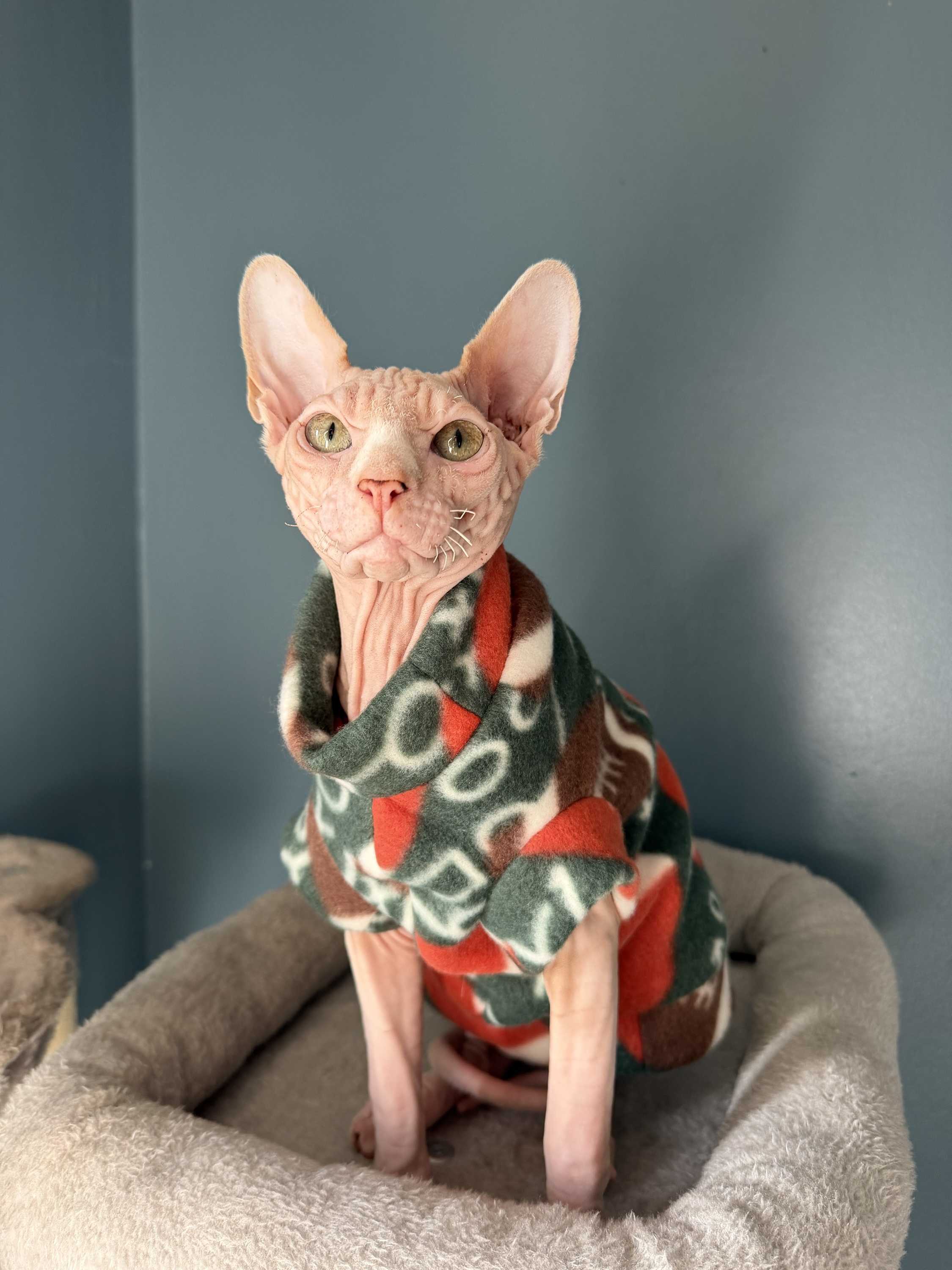 American Football Fleece for Sphynx/Small Pets: imagen 3