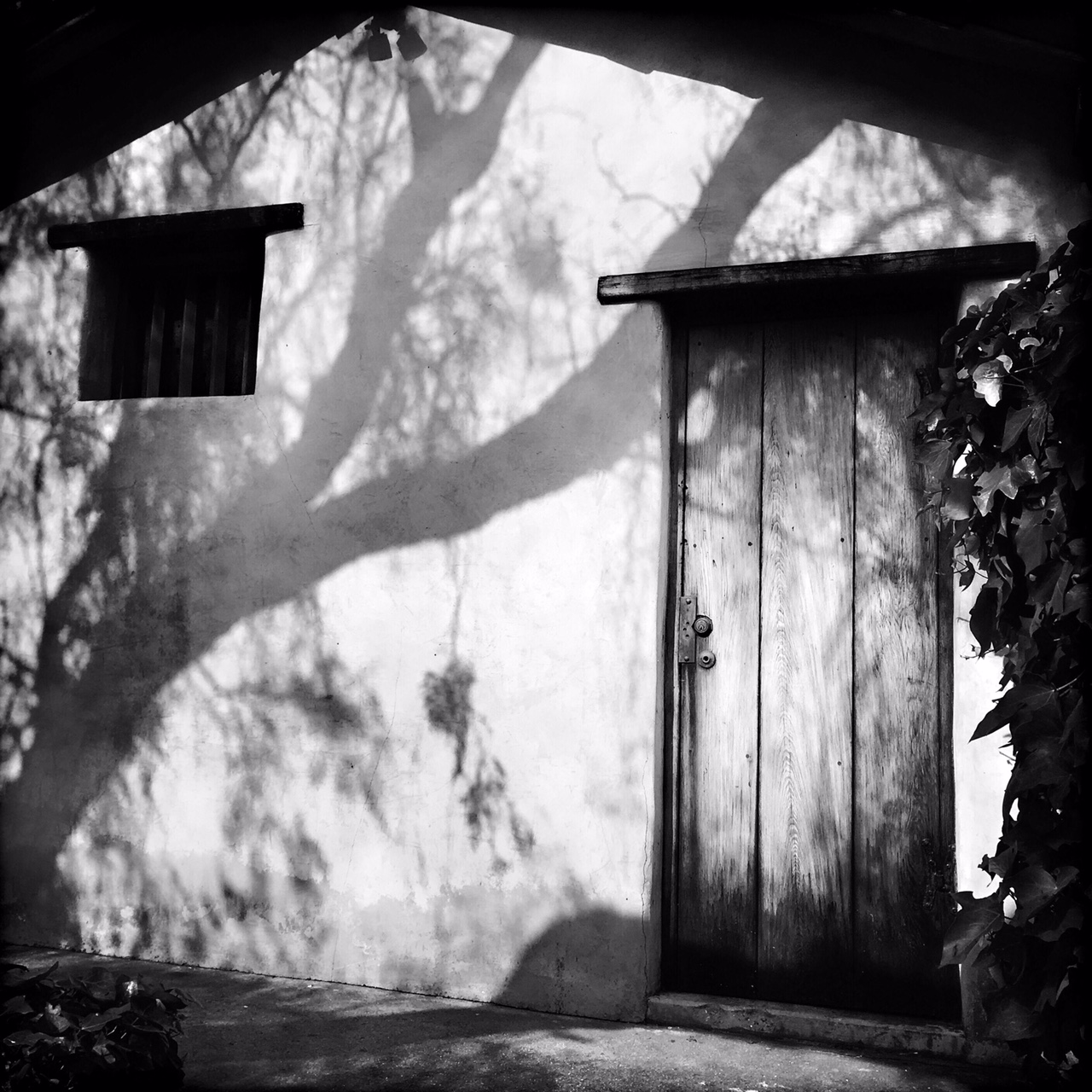 Cemetery Tree © Rachael Short