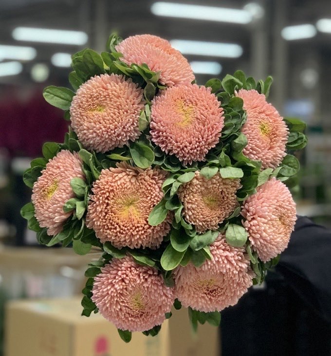 注目 大輪のアスター まるでウニのよう その名もウニアスター Rfp Blog るもいの花