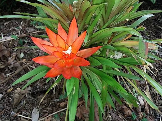 Bromeliad flower