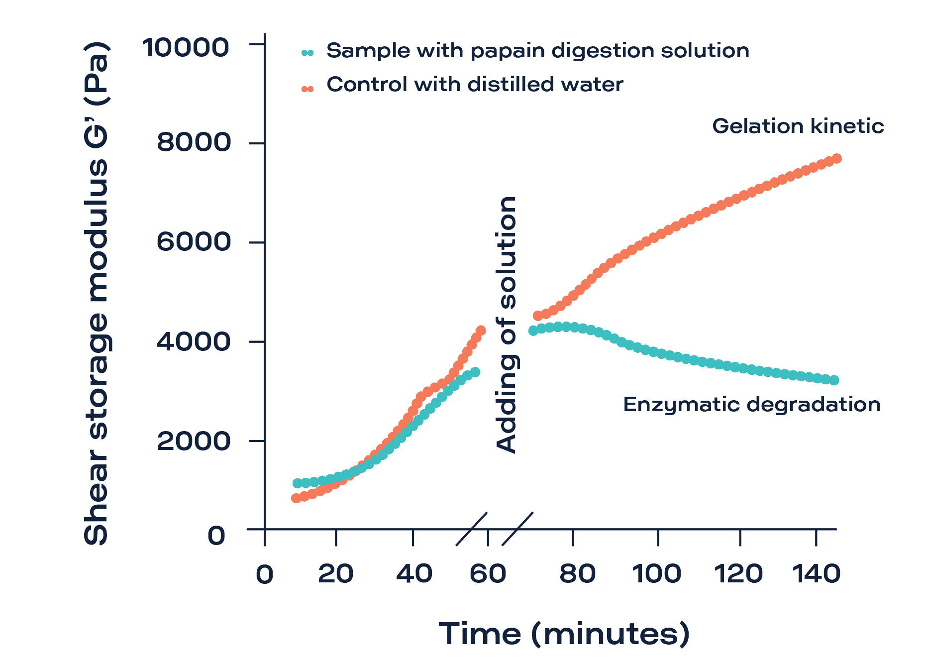 Fig. 2: Shear storage modulus (G’) as a function of time for chitosan-based hydrogels (orange line, gelation kinetics) and chitosan-based gels with papain digestion solution (turquoise line, degradation kinetics)