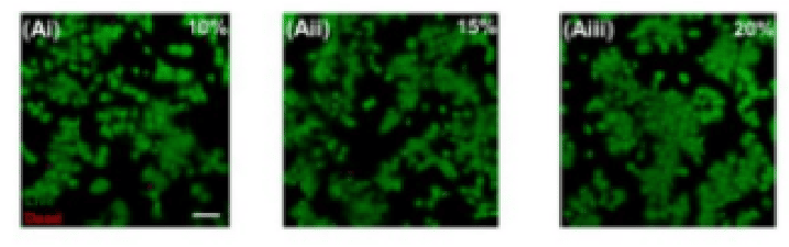 Representative live/dead fluorescence images of HaCaT cells on the top of the hydrogels containing 10% (i), 15 % (ii), and 20 % (iii) of gelatin after 1 day of culture