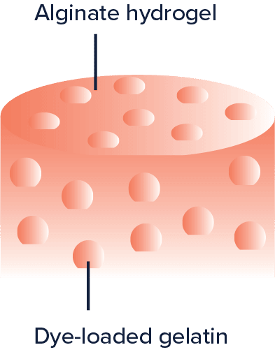 Fig. 1: Schema of the model-drug loaded gelatin beads in the alginate matrix