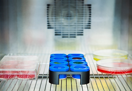 Testing Engineered tissue