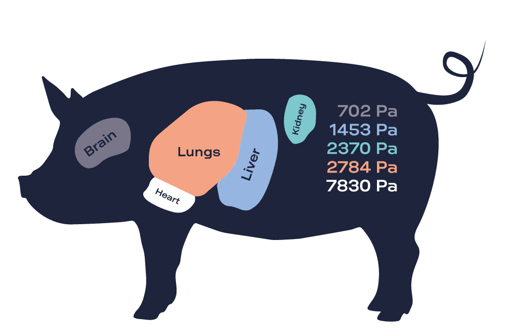 G’ of fresh organs from pork measured by ElastoSens™ Bio