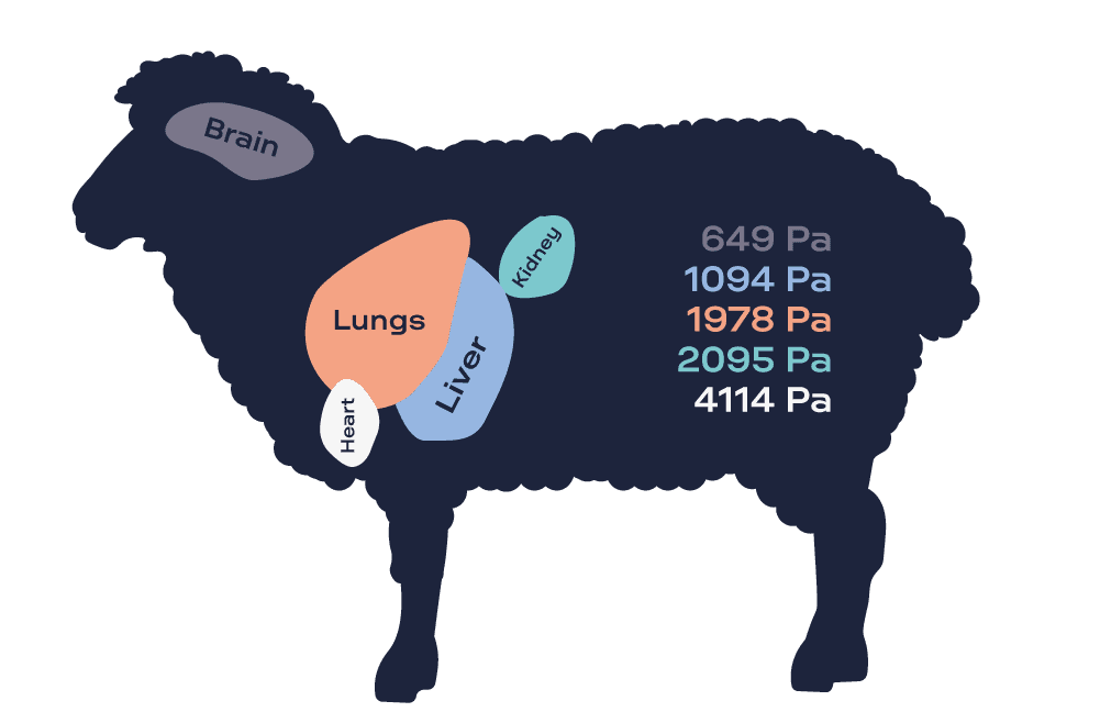 G’ of fresh organs from sheep measured by ElastoSens™ Bio