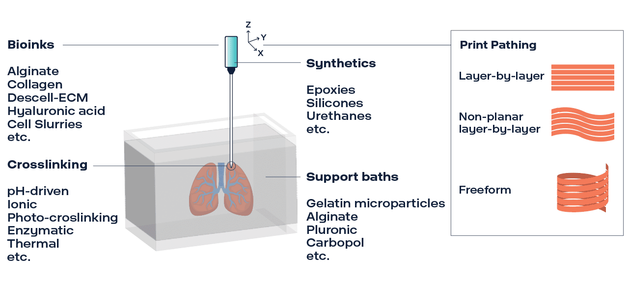 Illustration of FRESH bioprinting versatility with various bioinks and complex geometries.