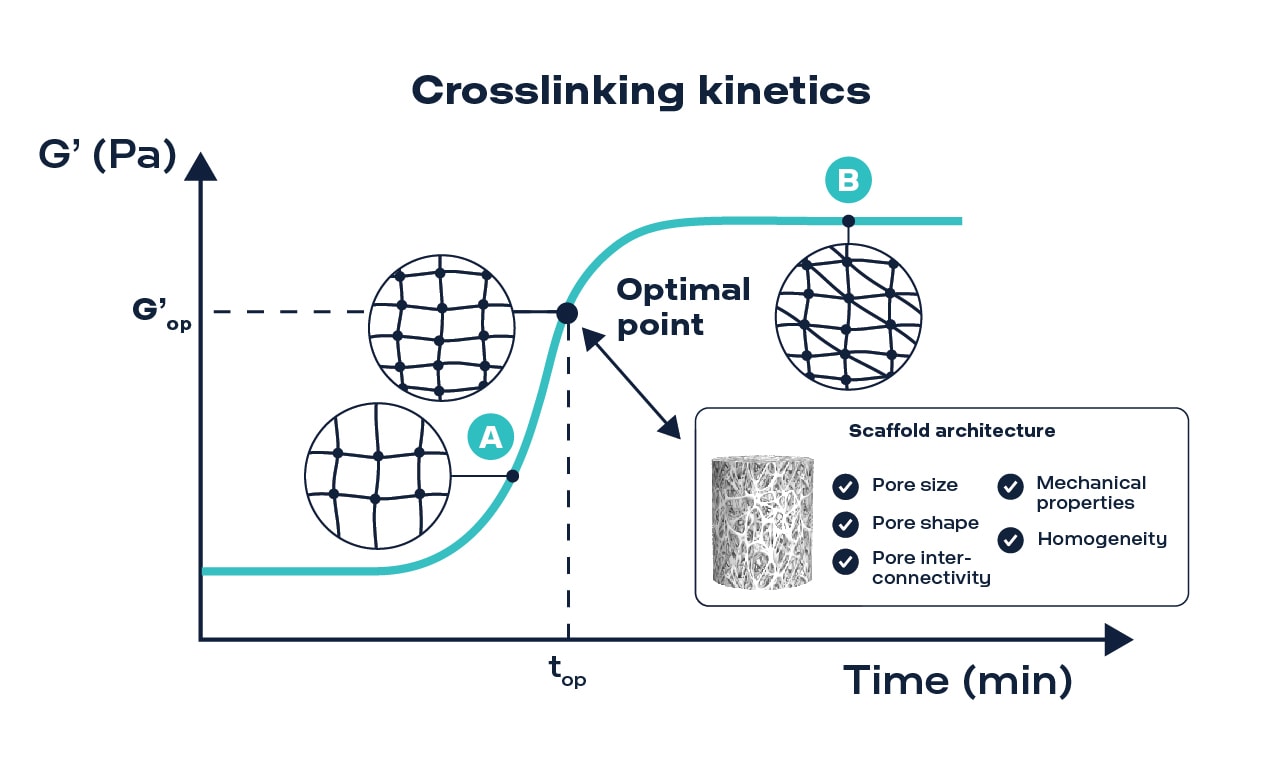 Hydrogel crosslinking kinetics and freeze-drying process.