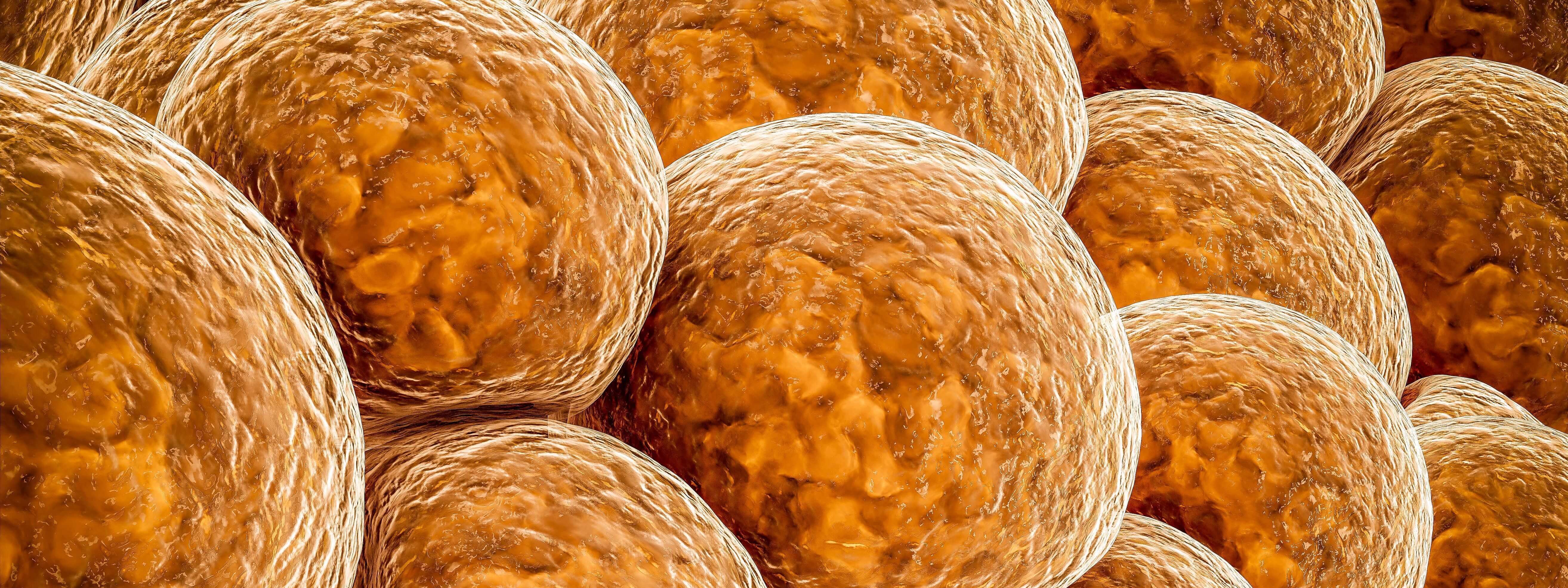 Measuring mechanical properties of adipose tissue