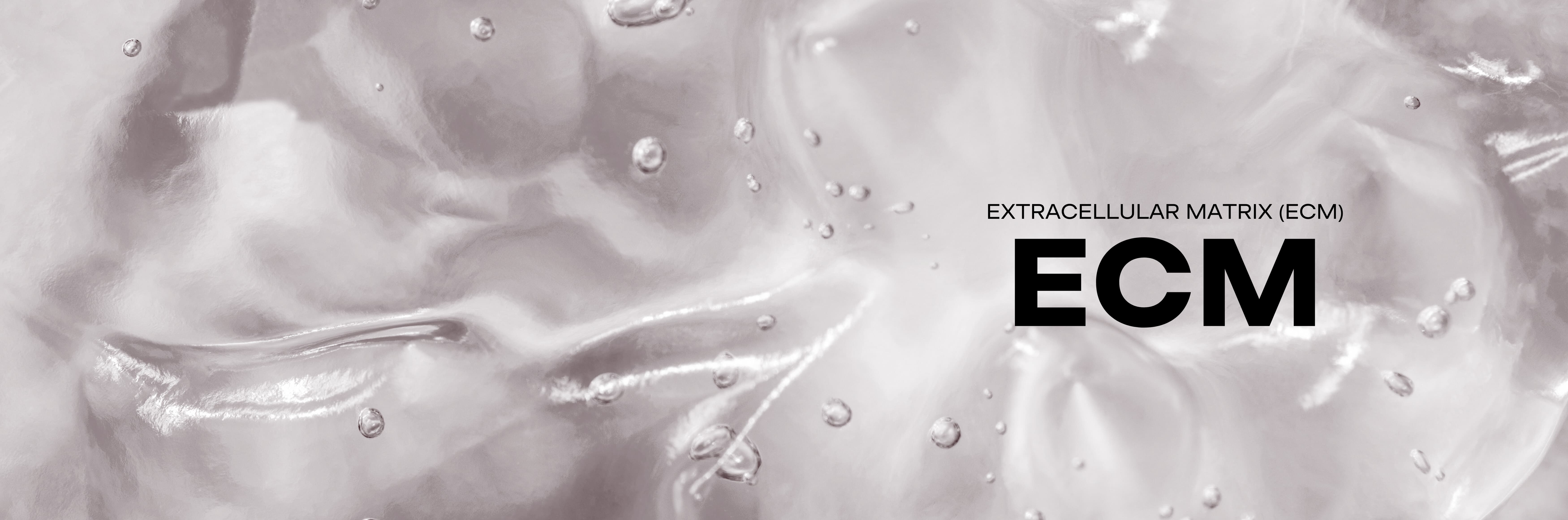 Extracellular matrix (ECM)