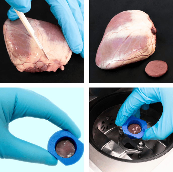Heart tissue sample in the ElastoSens™ Bio macro holder for non-destructive mechanical characterization.