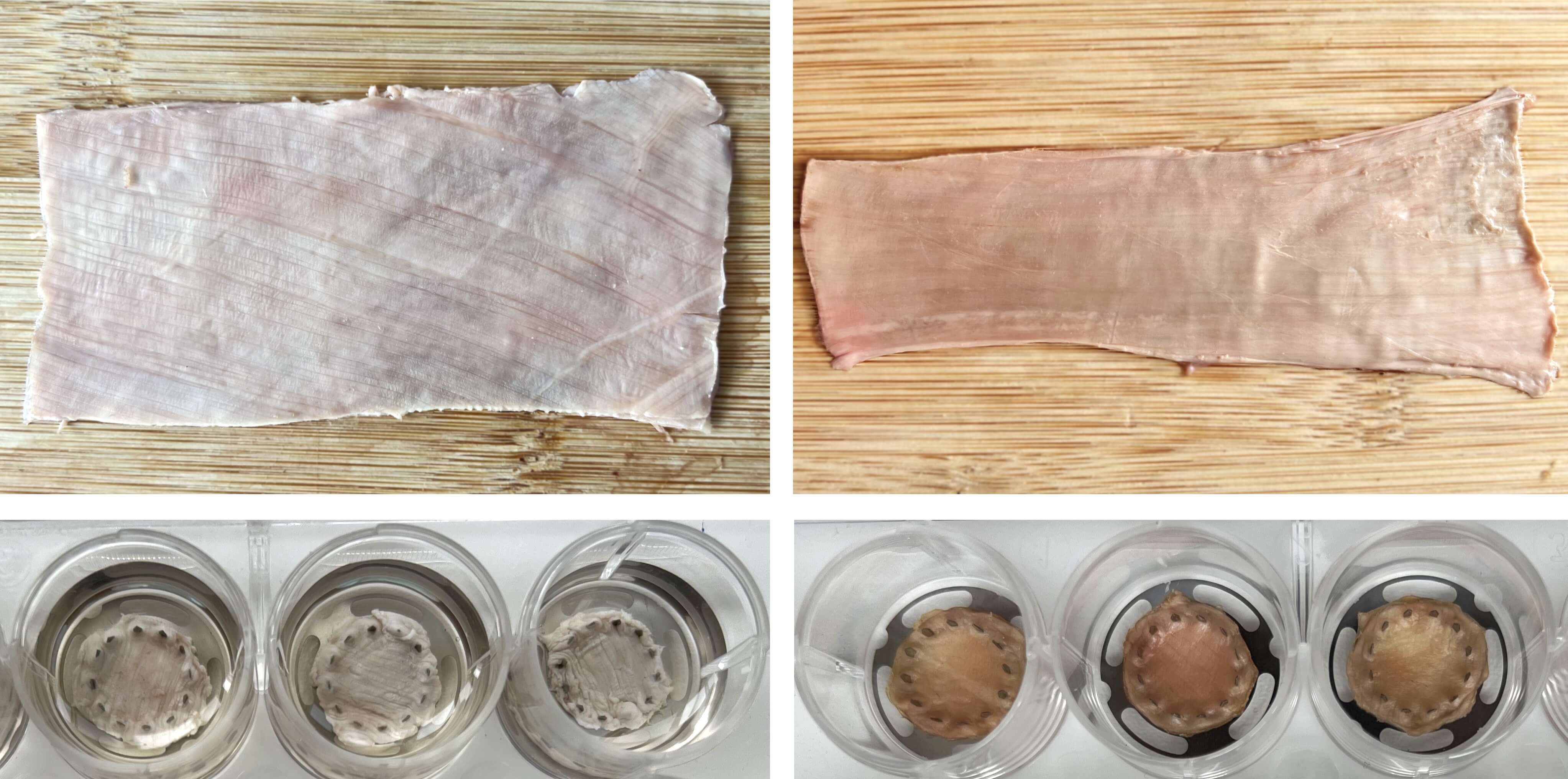 Sheep and cow skin tissue prepared and loaded into the ElastoSens™ Bio membrane holders for non-destructive viscoelastic characterization. The top panel shows the intact skin sample prior to sectioning, and the bottom panel shows representative skin portions gripped in the holders for testing.