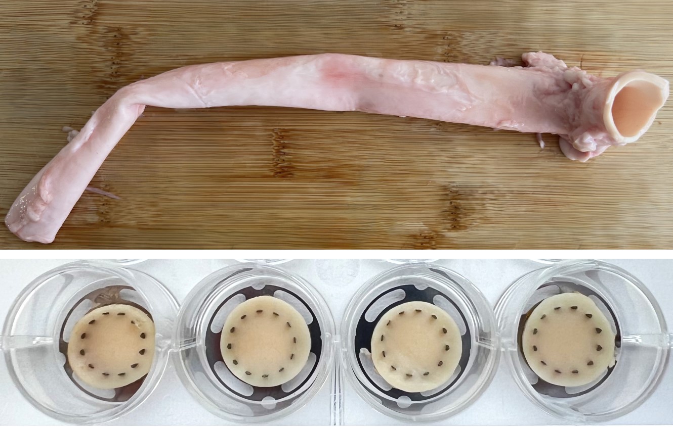 Porcine aorta tissue prepared and loaded into the ElastoSens™ Bio membrane holders for non-destructive viscoelastic characterization. The top panel shows the intact aorta sample prior to sectioning, and the bottom panel shows representative aorta punches in the membrane grips for testing.