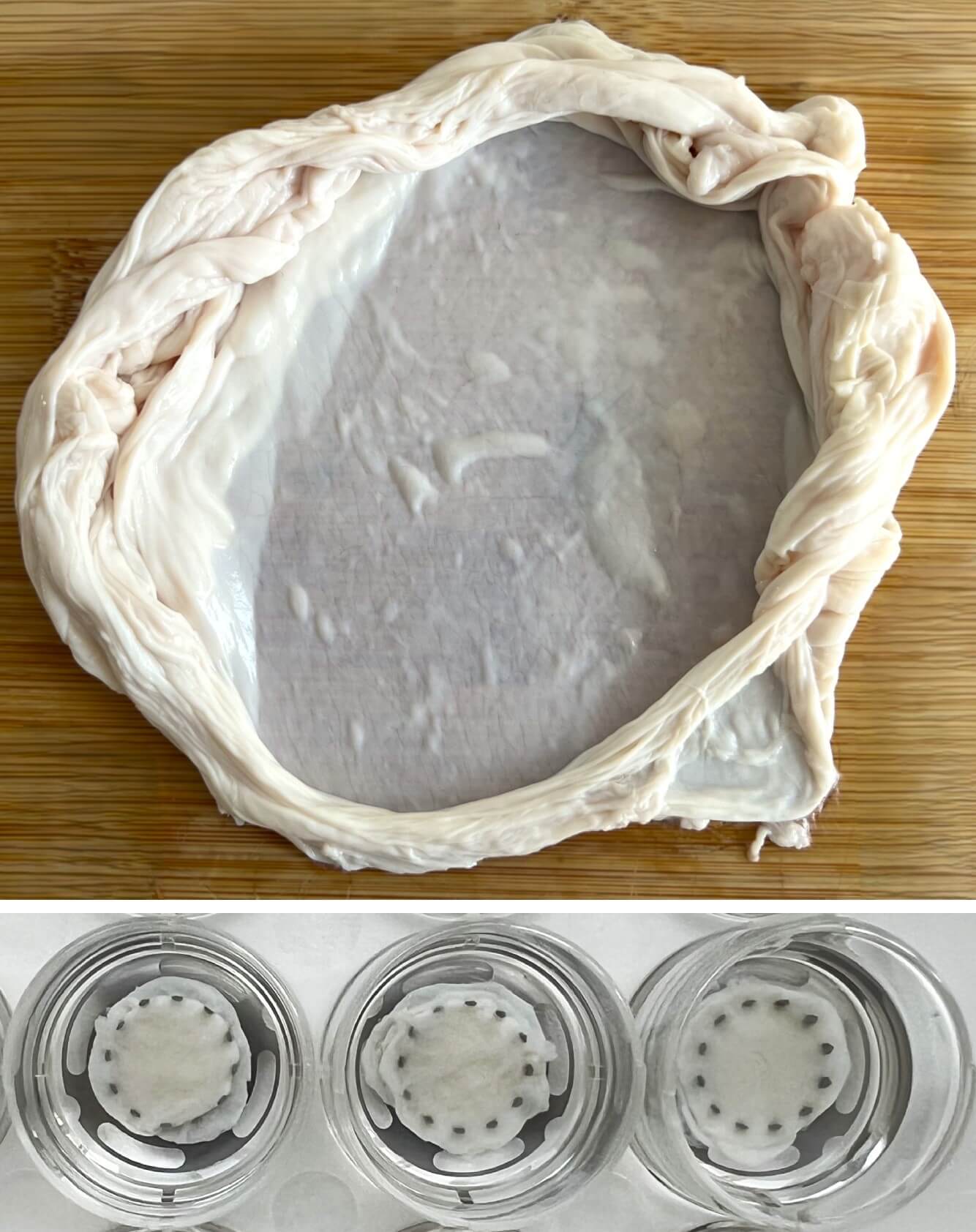 Porcine peritoneal membrane tissue prepared and loaded into the ElastoSens™ Bio membrane holders for non-destructive viscoelastic characterization. The top panel shows the intact peritoneal sample prior to sectioning, and the bottom panel shows representative peritoneal punch fixed in the the holders for testing (3 layers).