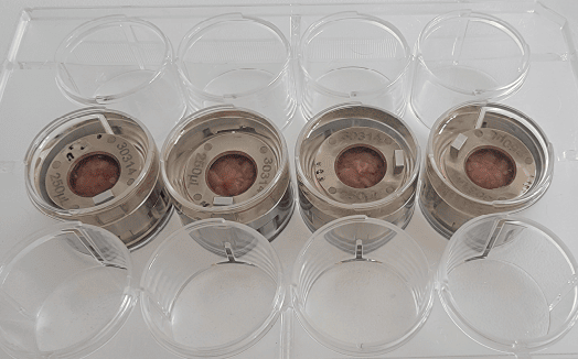 Sample holders incubated with the collagenase solution in the 12-well plate