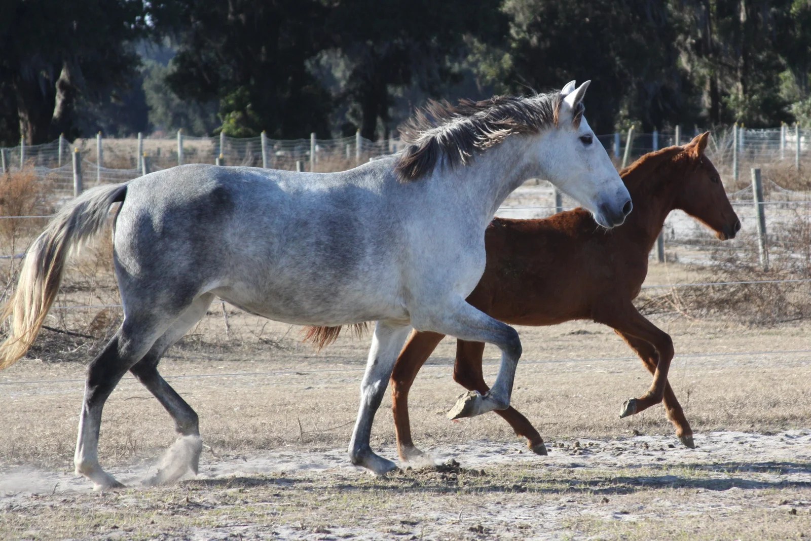 Bandolera RHF and Heliodora Roy